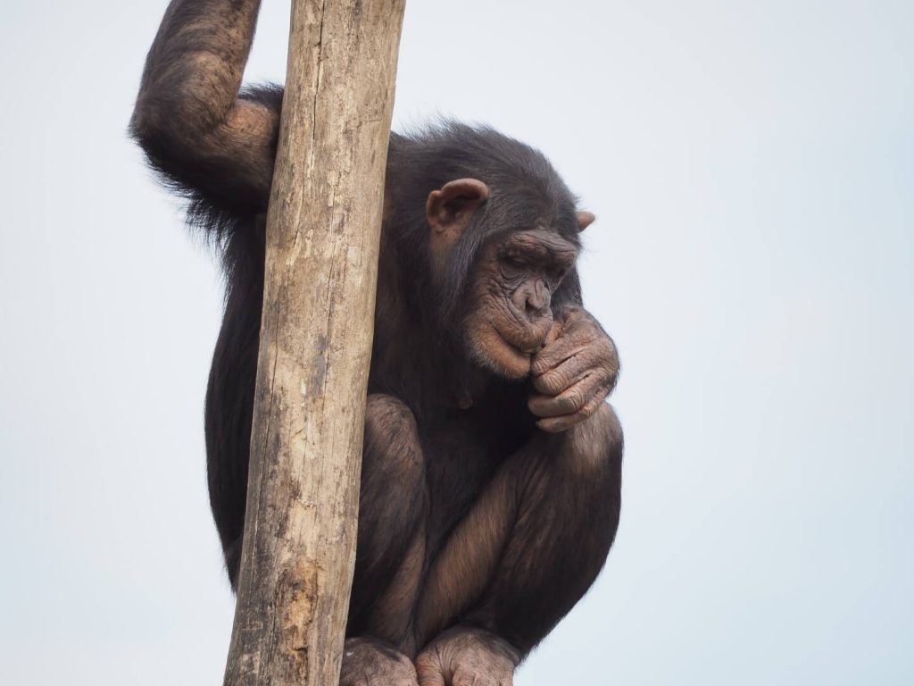 Chimpanzé