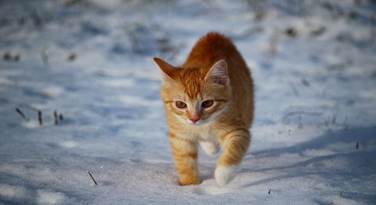 Gato