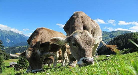 Vaca