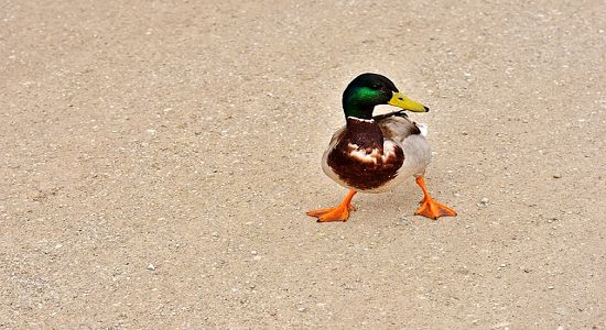 Pato