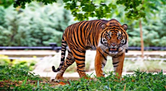 Tigre